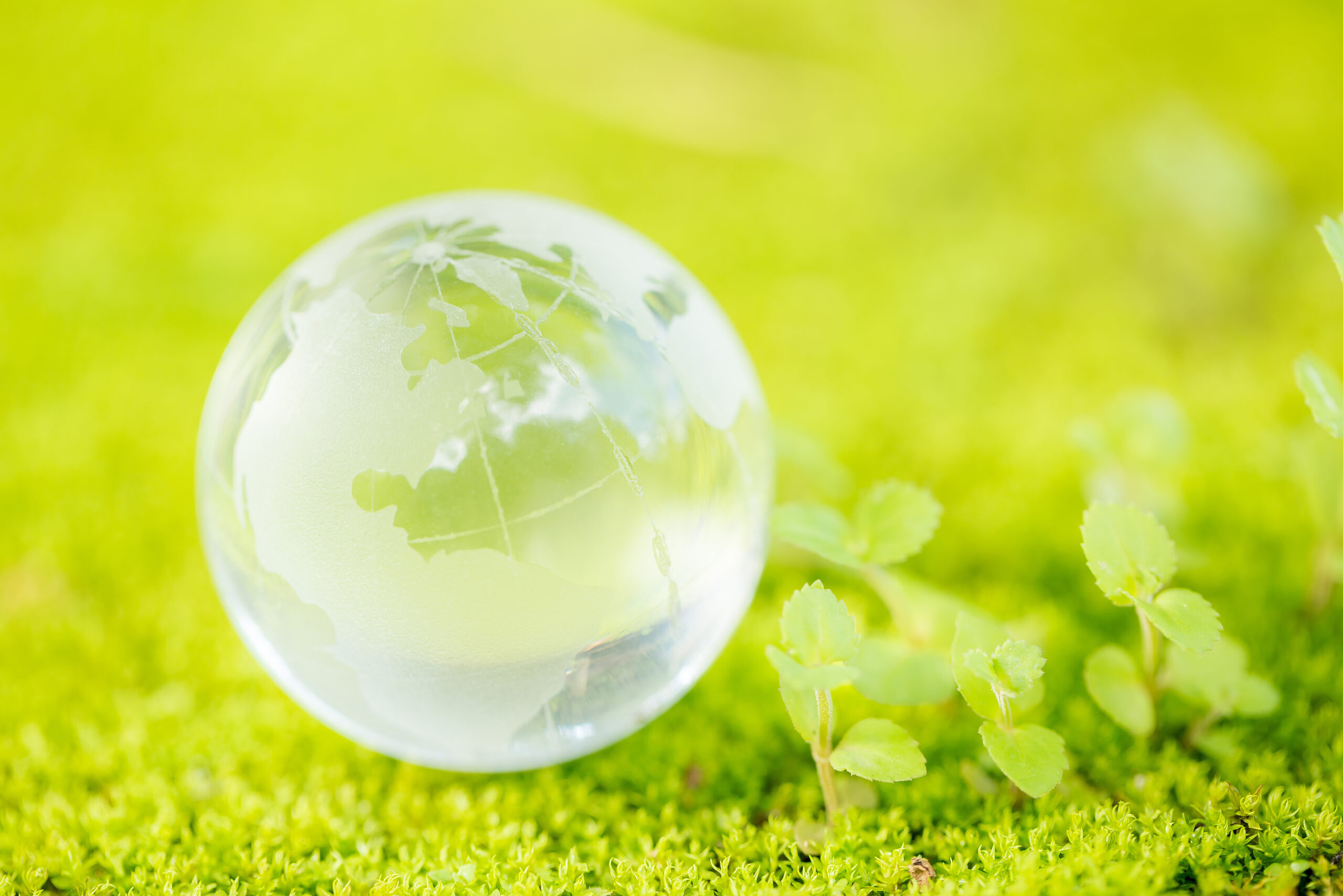 Close Up Of Glass Globe In The Forest.